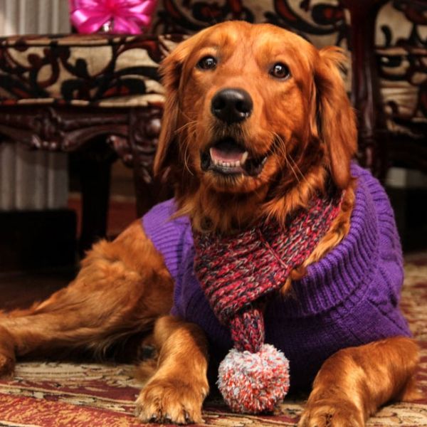 Everest Doggo Accessories