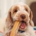 medium yak chew