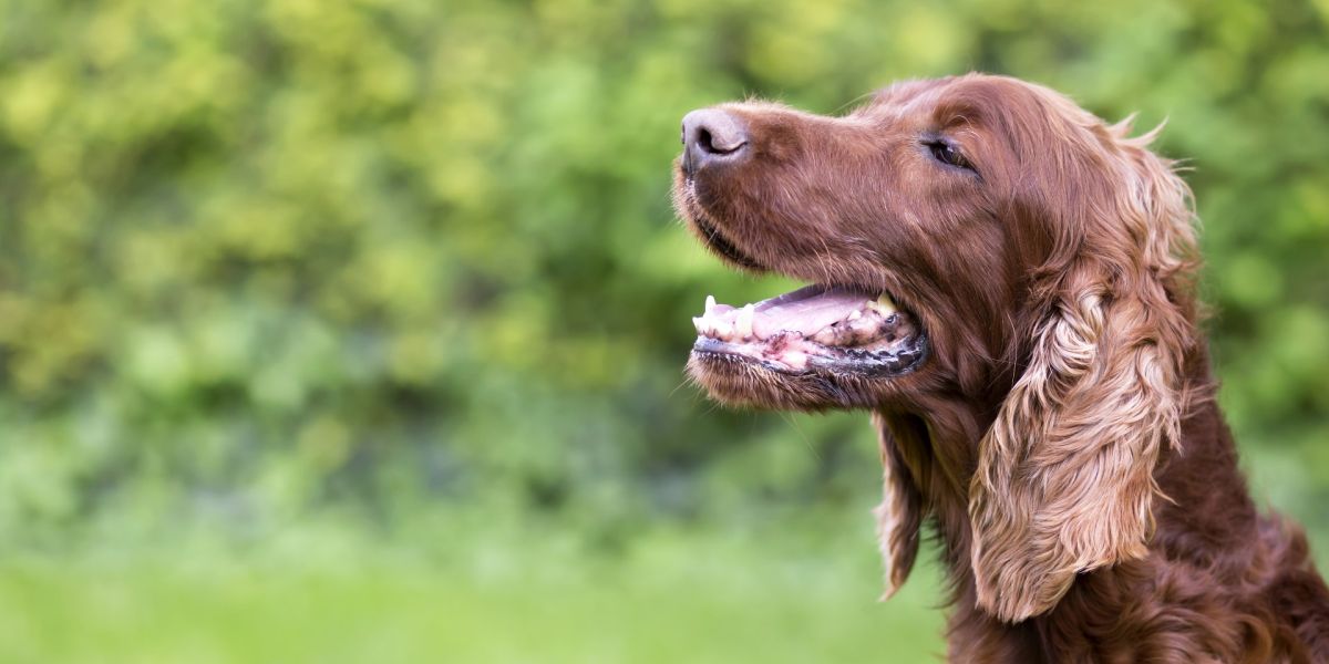 Yak Chew (Himalayan Yak Chew) - 5 Benefits you need to know
