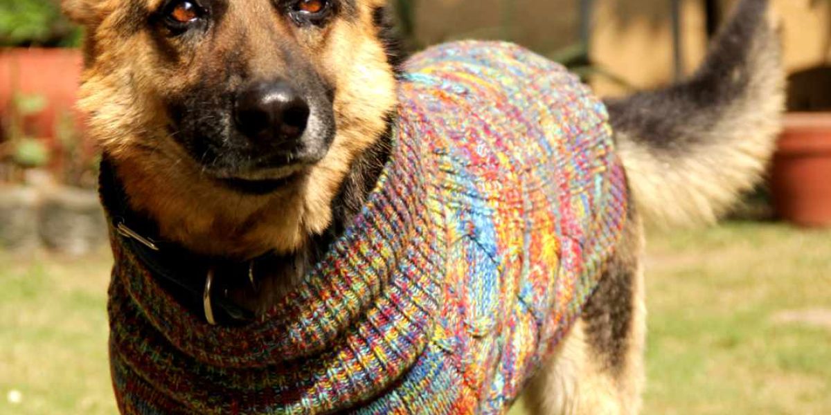 The Need for Dog Sweaters