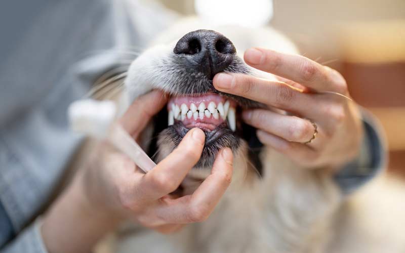 dog's dental health