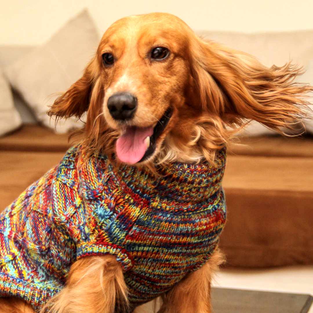 The Need for Dog Sweaters