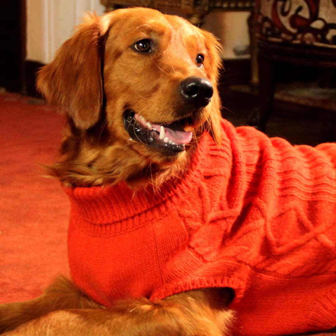 The Need for Dog Sweaters