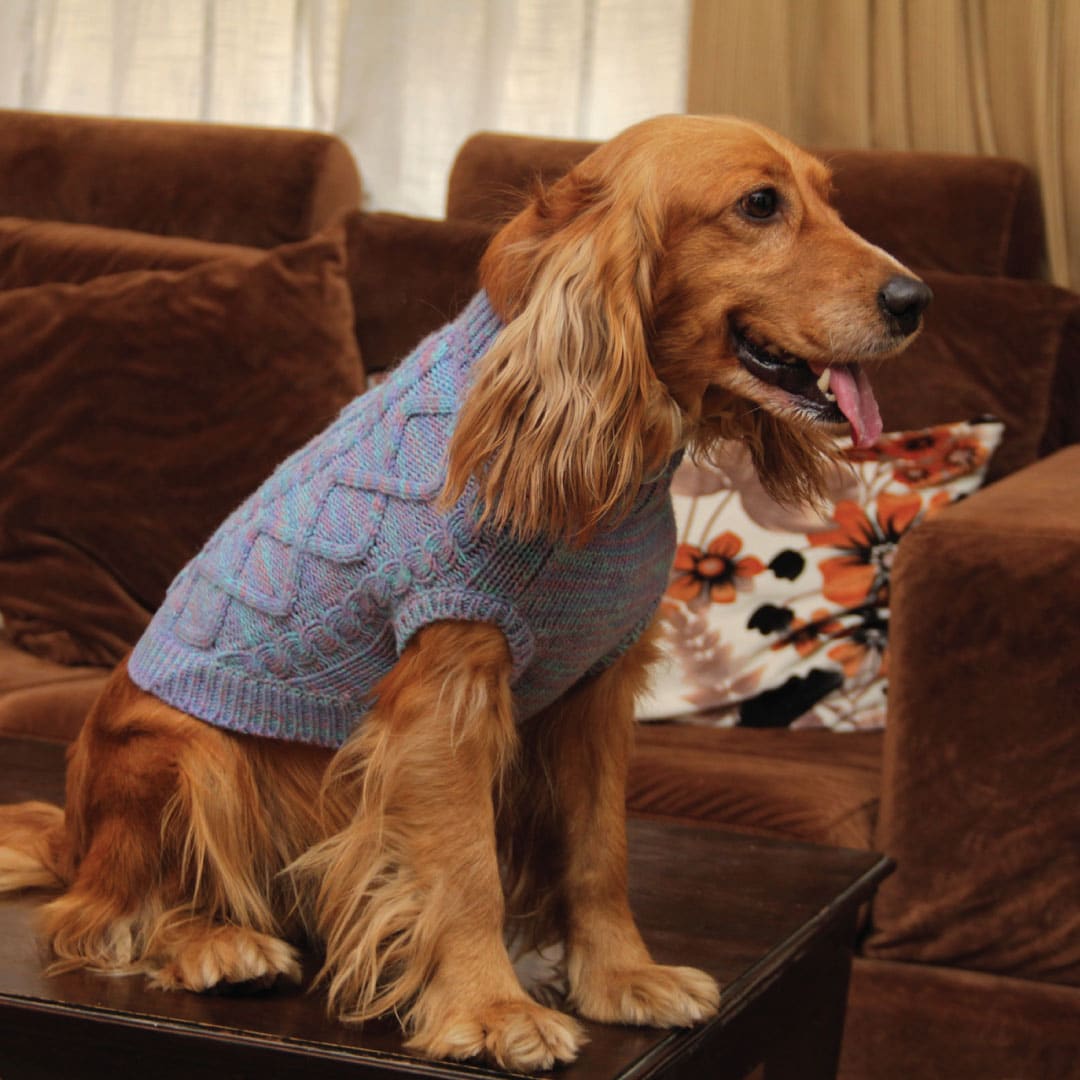 The Need for Dog Sweaters