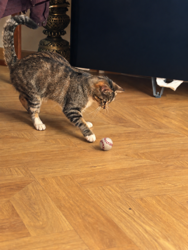 Cat Toy Baseball with bell - 100% Wool
