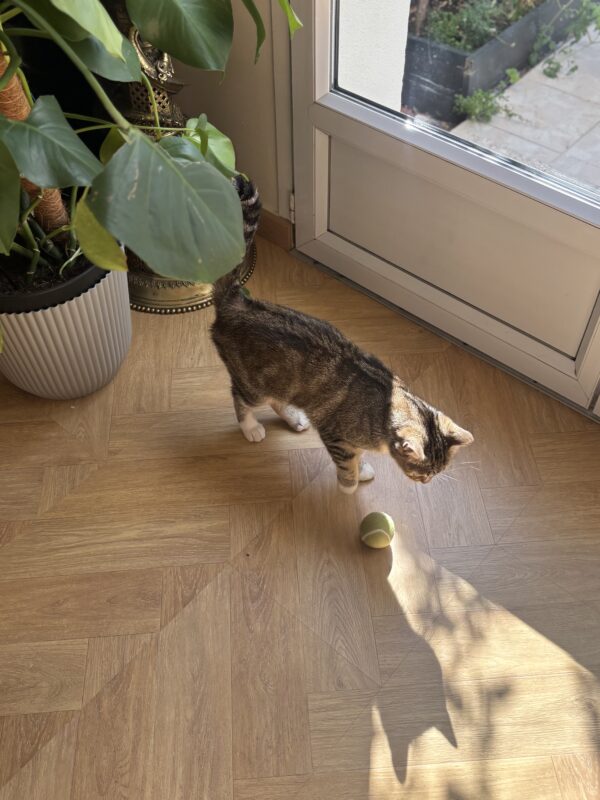 Cat Toy Tennis ball with bell - 100% Wool Cat Toy