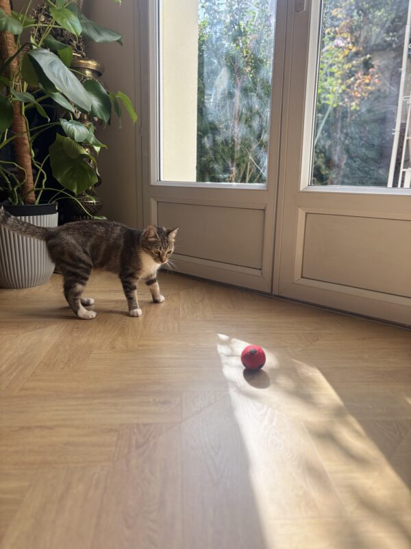 Cat Toy Football with bell, 4 Colours - 100% Wool