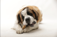 Himalayan dog chew