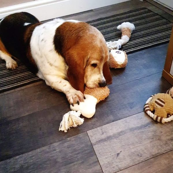 Everest Plush Squeaky Toy Set
