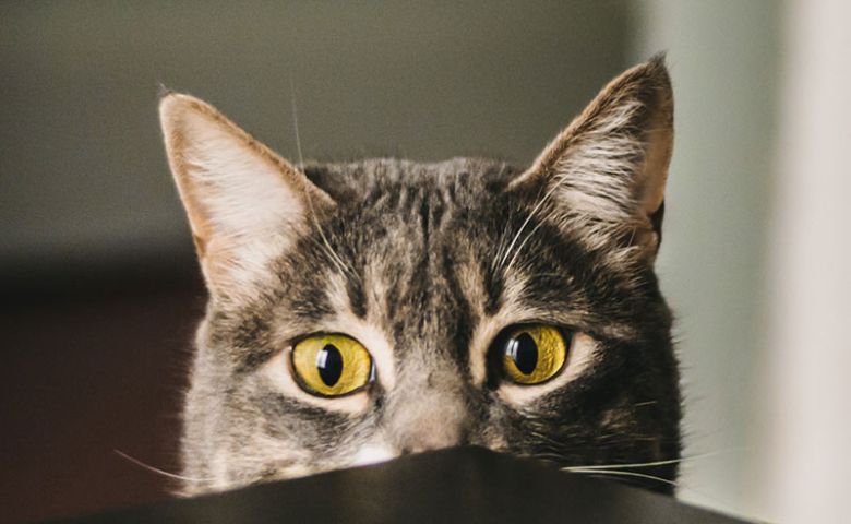 5 Benefits of Cat Toys