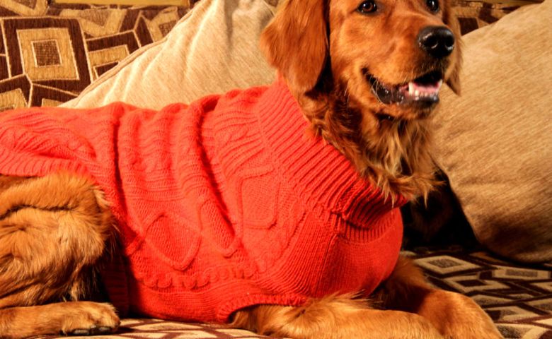 The Need for Dog Jumpers