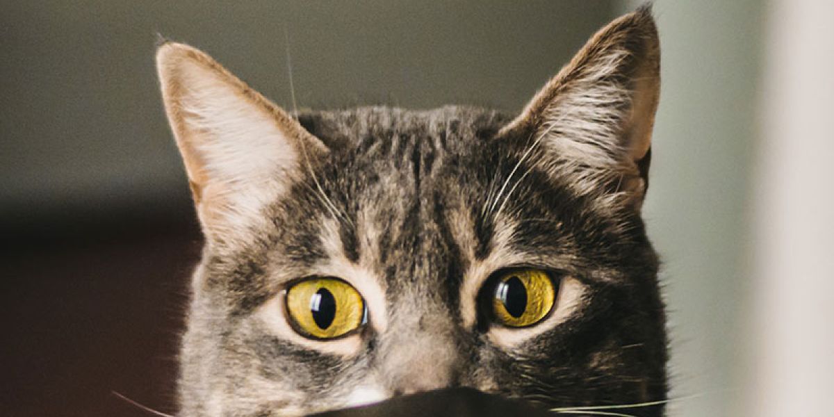 cat caves beds