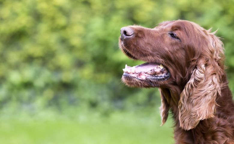 Yak Chew (Himalayan Yak Chew) – 5 Benefits you need to know