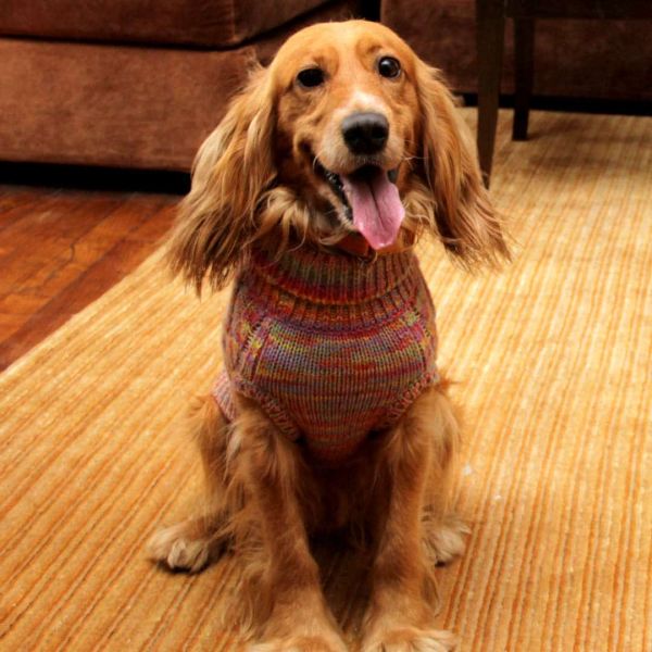 Everest Doggo Sweaters
