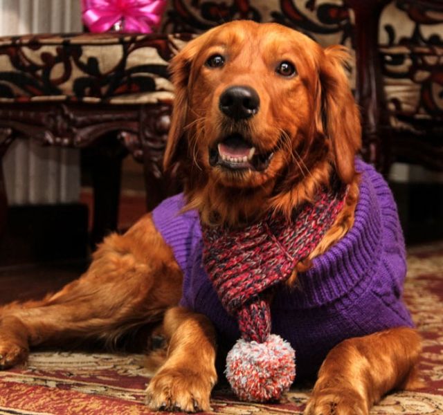Home dog scarf knitwear