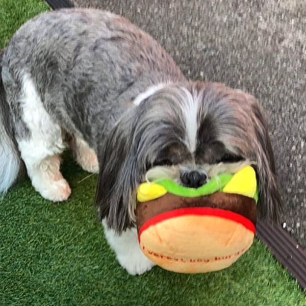 Squeaky Toys Fast Food Edition