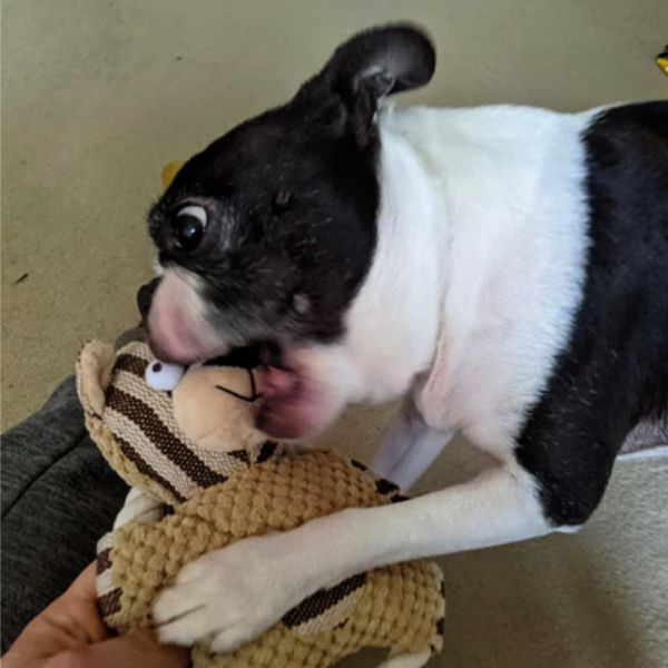 Everest Plush Squeaky Toy Set