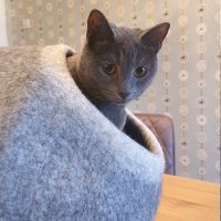 Everest Pet Cave