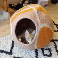 Everest Pet Cave
