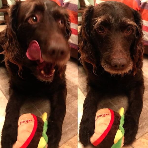 Squeaky Toys Fast Food Edition