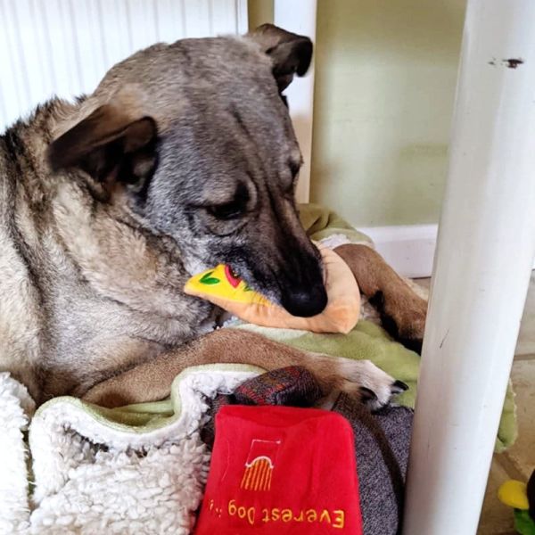 Squeaky Toys Fast Food Edition