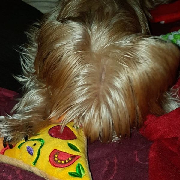 Squeaky Toys Fast Food Edition