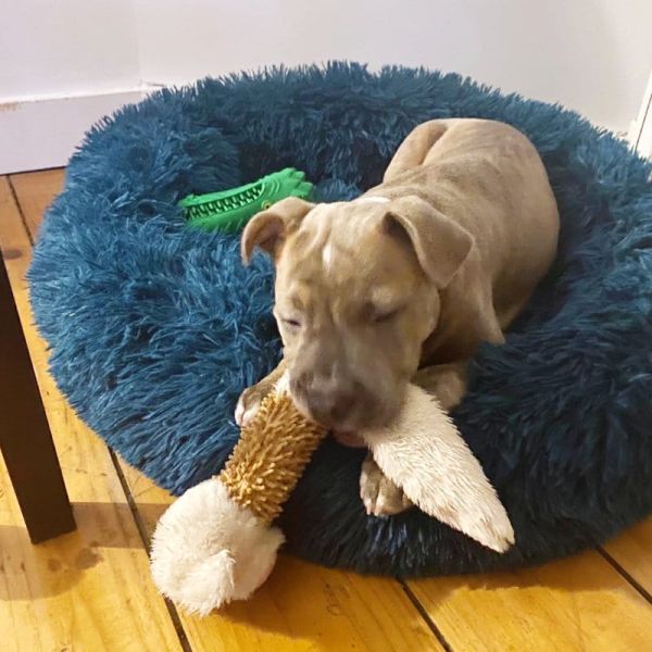 Everest Plush Squeaky Toy Set