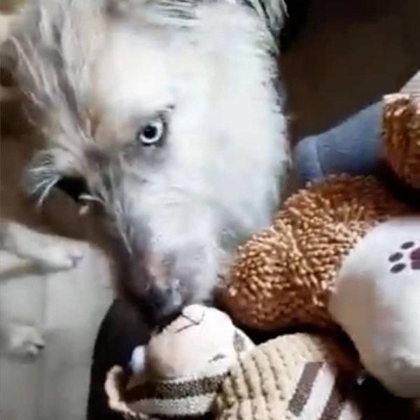 Everest Plush Squeaky Toy Set