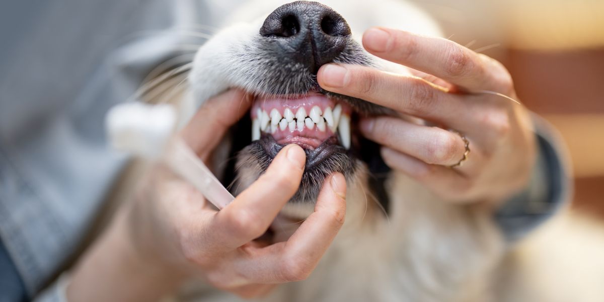How to Improve Dog's Dental Health - 5 Tips
